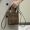 Fendi Mini Sunshine Shopper Bag In FENDI ROMA FF Motif Fabric Brown